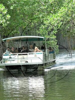 Black River Safari & YS Falls Combo Tour Package